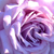Fioletowy  - Róża wielkokwiatowa - Hybrid Tea - Mamy Blue
